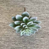 HEN & CHICK SUCCULENT FLORAL/GREENERY GREEN PURPLE 5"