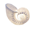 NAUTILUS LAMP/LIGHTING