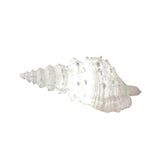 480656 SHELL LAMP 26X15X10 HOME ACCESSORIES