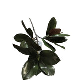 MAGNOLIA BRANCH FLORAL/GREENERY BURGANDY/GREEN 33"