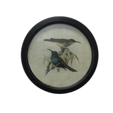 ROUND GLASS FRAMED BIRDS ART DISTRESSED BLACK MULTI 13.75"