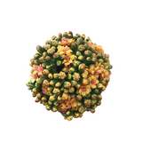 KALANCHOE BALL FLORAL/GREENERY ORANGE 4"