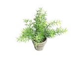 POTTED ASPARAGUS FERN FLORAL/GREENERY GREEN GREY