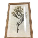 DRIED FLOWER BUD STEM GLASS FRAMED ART CREAM BROWN 23.5" X 15"