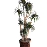 DRACAENA TREE WITH CURLED LEAVES/RATTAN BASKET FLORAL/GREENERY 8.5H