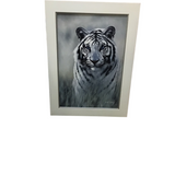 FRAMED BENGAL TIGER ART WHITE 32 X 44