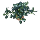 CERAMIC POTTED PLANTS #1 FLORAL/GREENERY