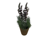 LAVANDER IN DISTRESSED CLAY POT FLORAL/GREENERY PURPLE 12.5"