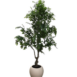 FICUS TREE IN POT WITH FAUX DIRT FLORAL/GREENERY WHITE/GREEN 7.5 FOOT