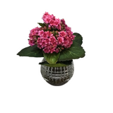 KALANCHOE PREMADE IN GLASS VASE WITH FAUX MOSS FLORAL/GREENERY PINK 7.5"