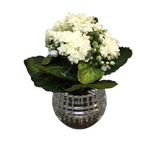 KALANCHOE PREMADE IN GLASS VASE WITH FAUX MOSS FLORAL/GREENERY WHITE 7.5"