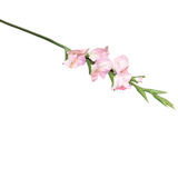 REAL TOUCH GLADIOLUS FLORAL/GREENERY PINK 34"