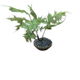 ARTIFICIAL BONSAI "ASPARAGUS FERN" FLORAL/GREENERY BROWN/GRAY/GREEN 16H