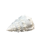 SHELL LAMP LAMP/LIGHTING