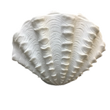 STANDING SCALLOP LAMP/LIGHTING 14 X 8
