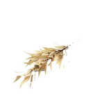 EUCALYPTUS BRANCH WITH PODS FLORAL/GREENERY CREAM 48H