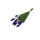 GRAPE HYACINTH BUNDLE (6 STEMS) FLORAL/GREENERY PURPLE/GREEN 10.5"