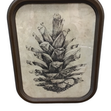 ROUNDED WOOD FRAMED PINECONE PRINT #3 ART 17.75