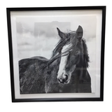 FRAMED HORSE PICTURE ART BLACK/WHITE 25 X 25